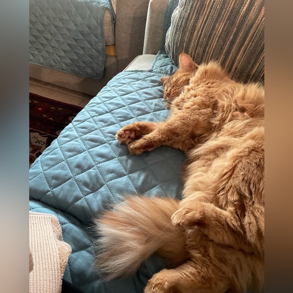 Meet your Posher, Wendy - Picture 2 of 2